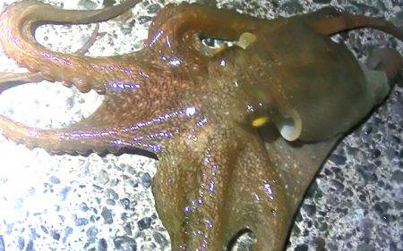 焼津港、ヒラメ、コウイカ、タコ、カマスが好調